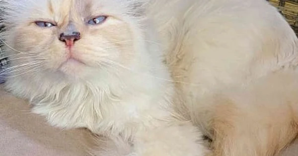 Cơ Hội Nghề Nghiệp Cho Những Tín Đồ Yêu Mèo